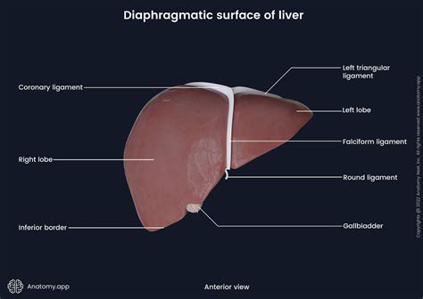 Liver Encyclopedia Anatomyapp Learn Anatomy 3d Models