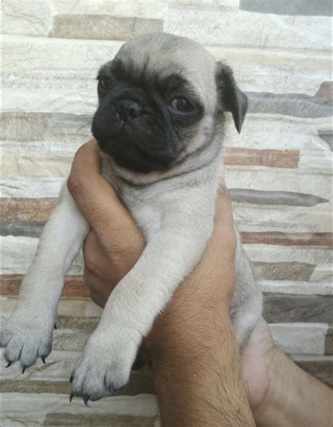 Look at pictures of pug puppies in san antonio who need a home. Pug Puppies For Sale | Dallas, TX #274737 | Petzlover