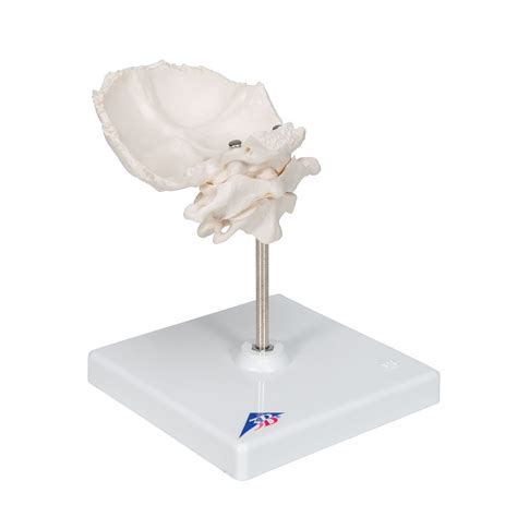 3b Smart Anatomy A71 5 Atlas And Axis Model With Occipital Plate On Stand