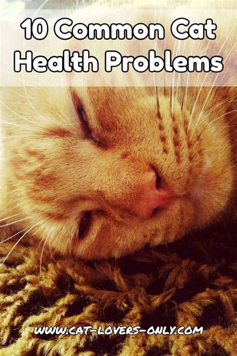 Common Cat Health Problems Often Seen Feline Health Issues