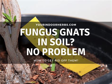 9 Ways To Get Rid Of Fungus Gnats In Soil At Home Organic Your