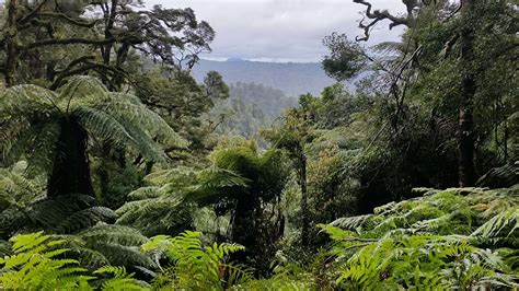 Visit Whirinaki Te Pua A Tāne Conservation Park Heli Whirinaki