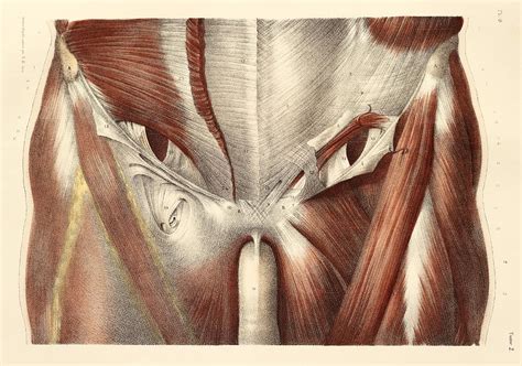 Groin Muscles 1831 Artwork Photograph By Science Photo Library Fine