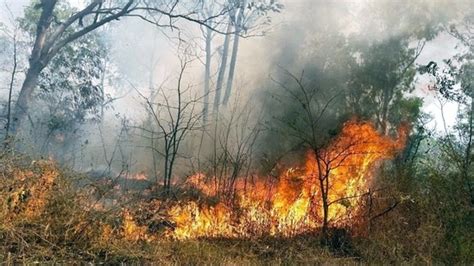 Uttarakhand Witnessing Unprecedented Forest Fires Latest News India