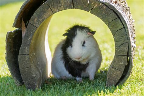 7 Games To Play With Your Guinea Pig For Fun And Better Bonding