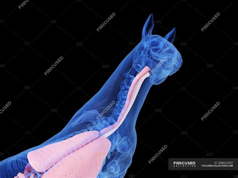 Horse Anatomy With Visible Internal Organs Computer Illustration