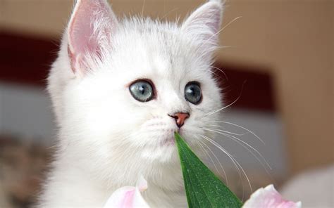 Cute Kitten Kittens Wallpaper 16123546 Fanpop