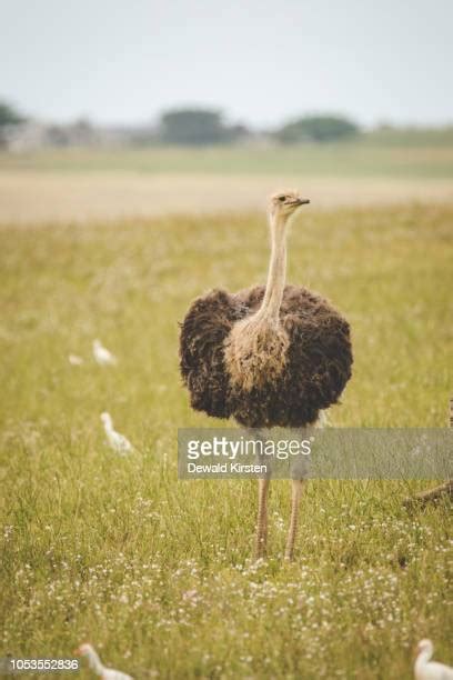 Ostrich Wing Photos And Premium High Res Pictures Getty Images