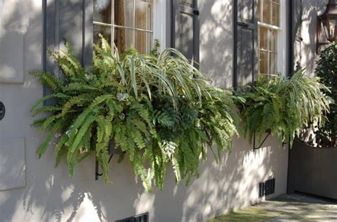 Ornamental grasses can add height and texture to winter window boxes. World Is More Beautiful With Plants In Window Boxes