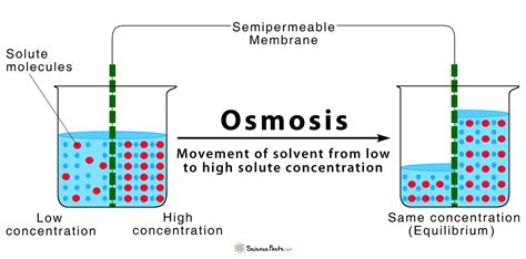 Diagram Stages Of Osmosis Diagram Mydiagram Online
