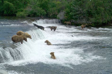 Brooks Falls Katmai National Park Alaska Bear Viewing Tour 2d