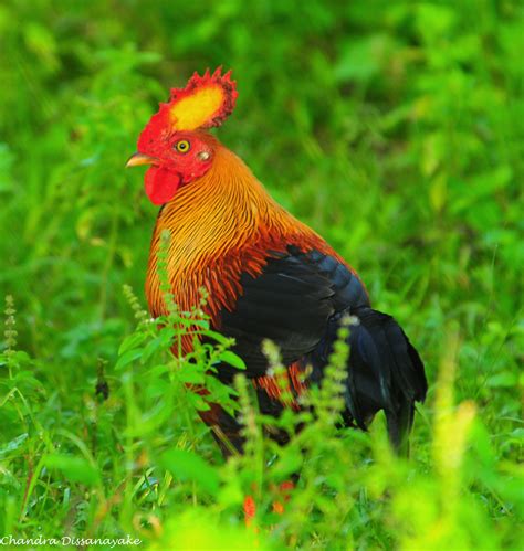 Gini Kukula Jungle Fowl At Yala Game Park Sri Lanka Flickr