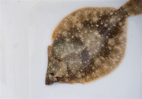 A Guide To The Different Types Of Flounder American Oceans