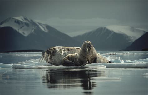 Walruses On Ice Floe Andøyane Archipelago Woodfjorden Spitsbergen