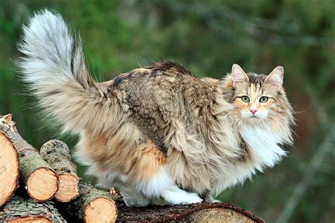 Norwegian Forest Cat Breed Information And Characteristics