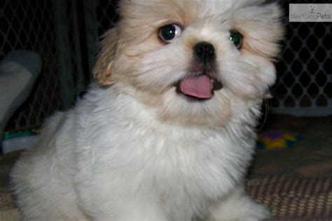 Looking for a puppy or dog in oklahoma city, oklahoma? Shih Tzu puppy for sale near Tulsa, Oklahoma | 40fd6d0e-a221