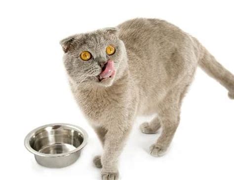 Do you know what are the reasons? Can I Feed My Cat Tuna? - Pets
