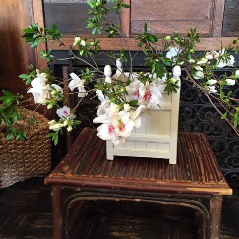 Versailles planter, french planters from l'orangerie of the palace of versailles, planter boxes, large outdoor planters, metal planters. Two azalea branches in miniature Versailles planter box! @accentsoffrance | Simple flowers ...