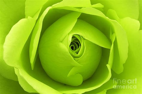Bright Lime Green Rose Flower Photograph By Natalie Kinnear