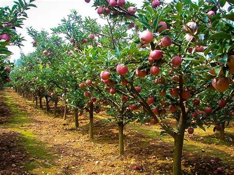 Fuji Apple Trees For Sale The Tree Center