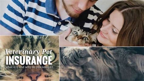 Underwritten by veterinary pet insurance company (ca), brea, ca, an a.m. Pennsylvania Veterinary Pet Insurance I What is it? - YouTube
