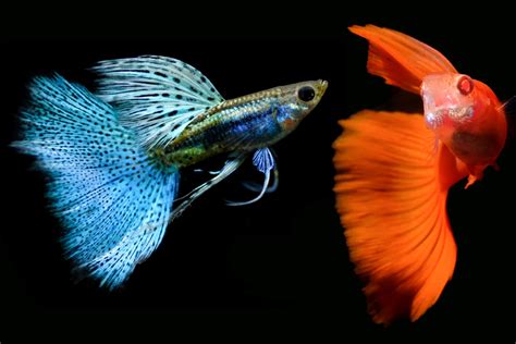 Natural Fish Food And Supplements For Fancy Fins