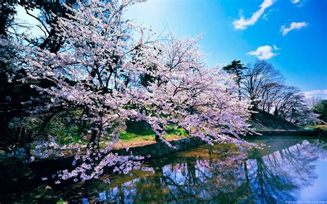 Cherry Blossom Trees Wallpapers Wallpapers Hd