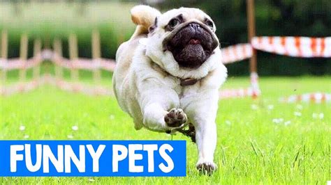 Funniest Pet Moments 2018 Funny Cats And Dogs Moments Cute Critters