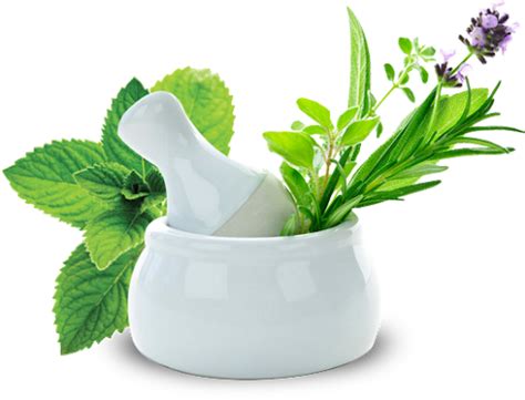 Download Medicine Herbs Pic Free Download Png Hq Hq Png Image Freepngimg