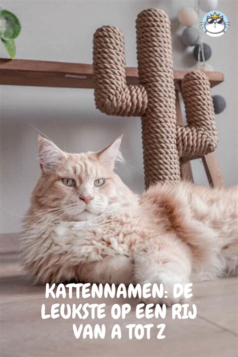 Kattennamen De Leukste Op Een Rij Van A Tot Z Kattennamen Katten