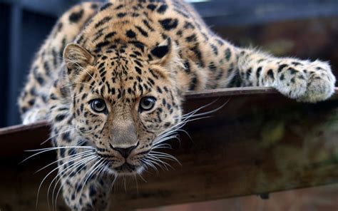 Amur Leopard Hd Wallpaper Pxfuel