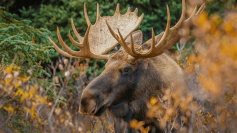 Aggressive Rabid Moose Becomes The First Ever Detected In Alaska