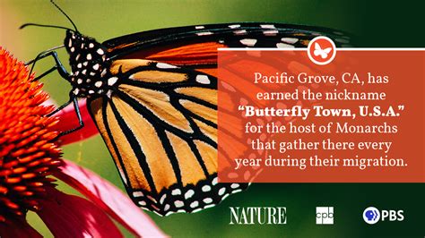 monarch butterfly fact sheet blog nature pbs
