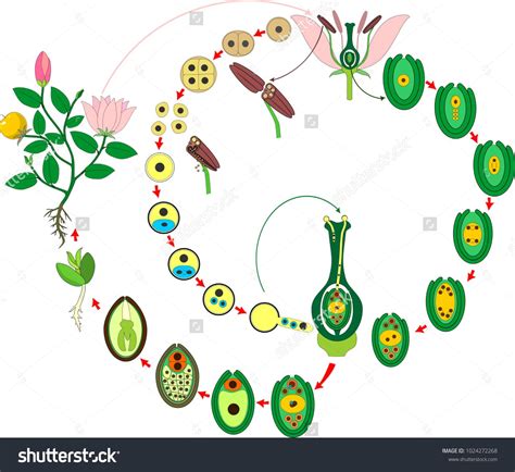 Angiosperm Plant Life Cycle Diagram Of Life Cycle Of Flowering Plant