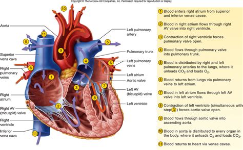 Blood flows from your right atrium into your right ventricle through the open tricuspid valve. Blood Flow through the Heart - Pathophysiology ...