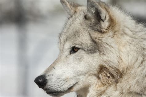 560 84 wolf snow cold eye. Free Wolf Stock Photo - FreeImages.com