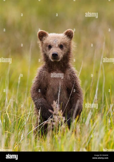 Brown Grizzly Bear Lake Clark National Park Alaska Stock Photo Alamy