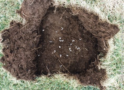 Is Your Lawn Brown In Patches You Could Have Lawn Grubs And Need To