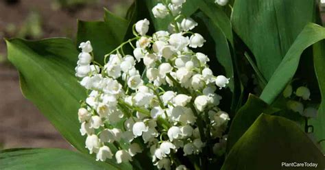 Lily Of The Dagger Valley Br