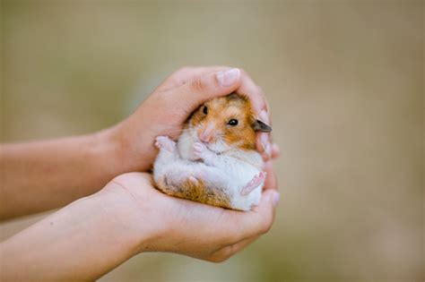 Child Hands Holding A Dwarf Hamster Stock Photo Download Image Now
