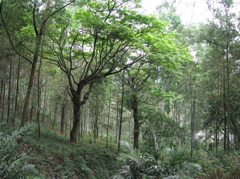 Farhah's Blog: Hutan Indonesia