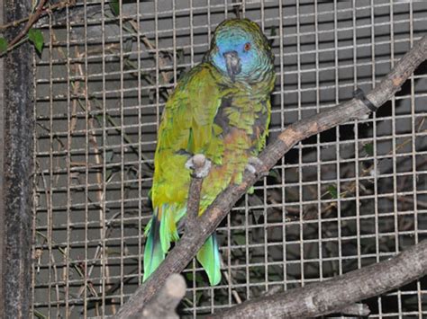 Amazona Versicolor St Lucia Parrot In Durrell Wildlife Park