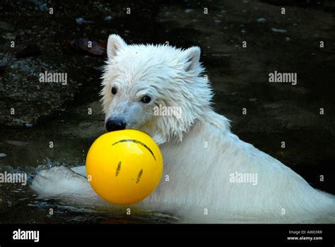 Knut The Polar Bear Ursus Maritimus Playing With Ball At The Berlin