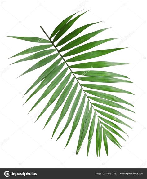 Tropical Howea Palm Tree Leaves Isolated On White Stock Photo By