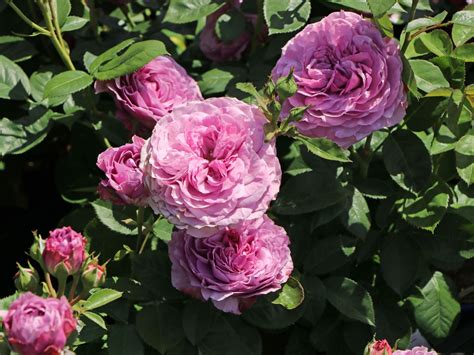 Zwergrose Lavender Ice Schönste Rosen And Expertenwissen
