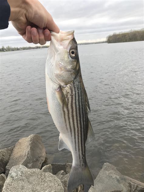 First Delaware River Striped Bass Of The Spring Rimagesofdelaware