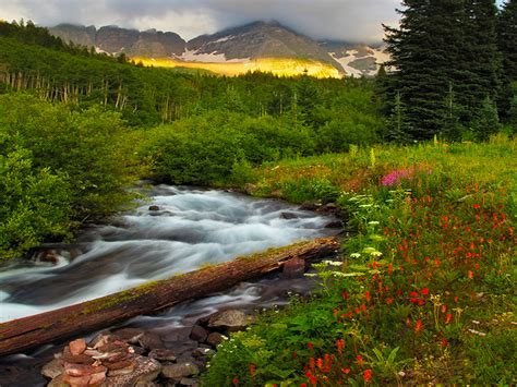 Beautiful Scenery And Mountainous River Flowers Green Trees Vegetation