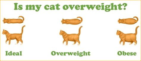 How Do You Know If Your Cat Is Obese Cat Lovster
