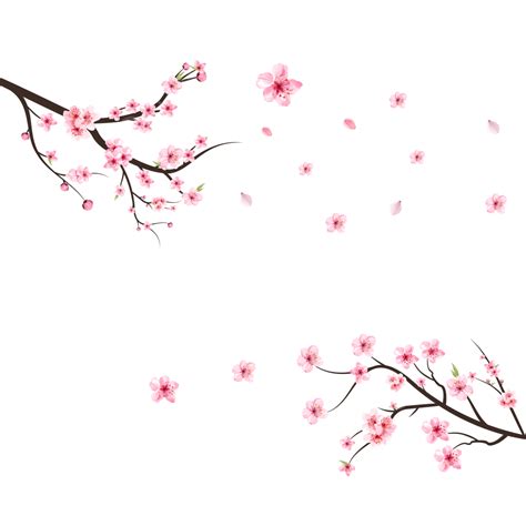 Sakura Cherry Blossom Vector Design Images Cherry Blossom Branch Png With Sakura Flower On