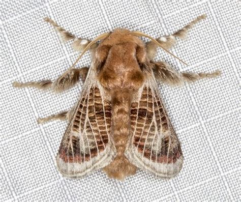 Mottled Cup Moth Doratifera Vulnerans · Inaturalist Australia